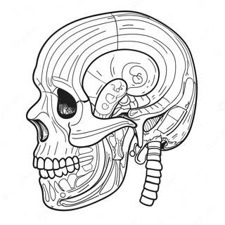 Anatomi Och Fysiologi Malarbild 107435-44590