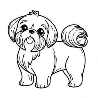 Shih Tzu Farglaggningssida 112700-48780